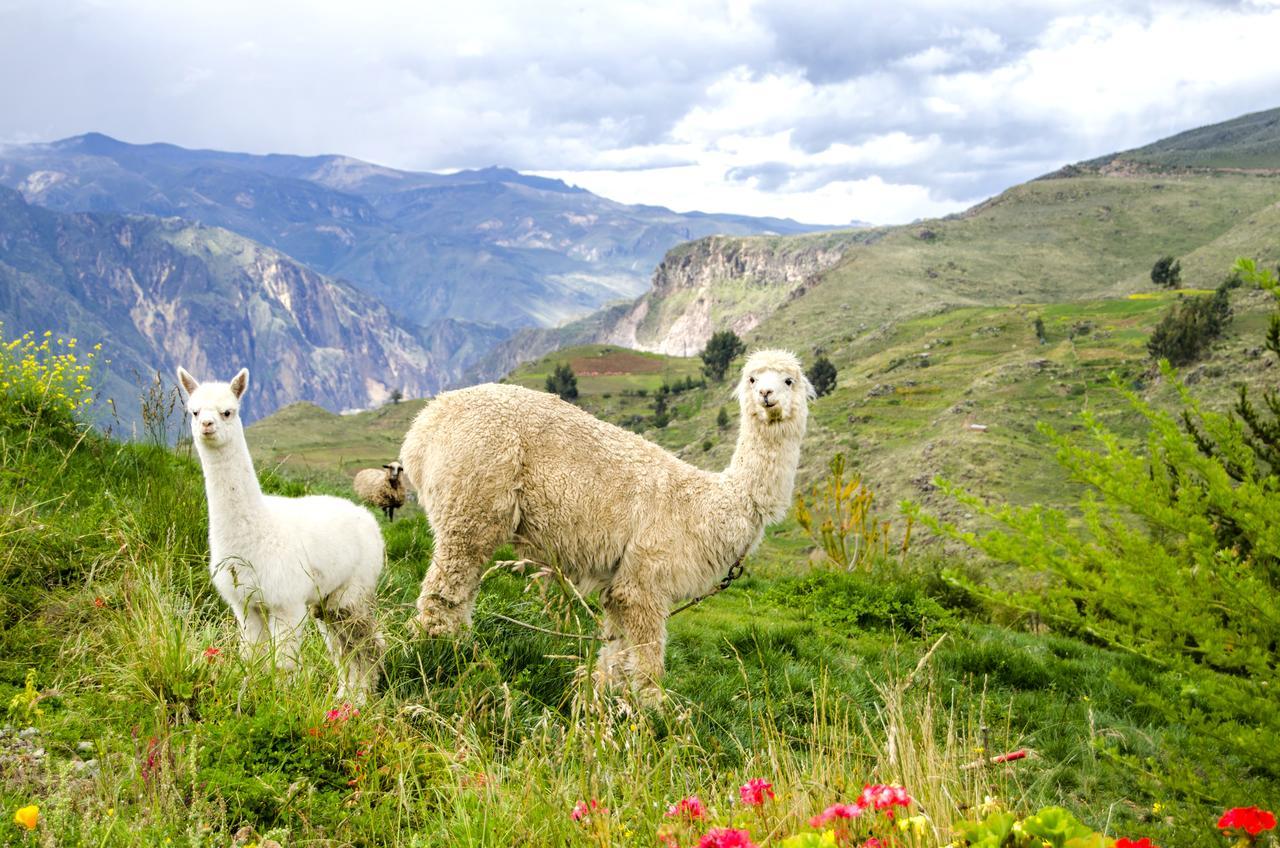 فيلا La Granja Del Colca كاباناكوند المظهر الخارجي الصورة